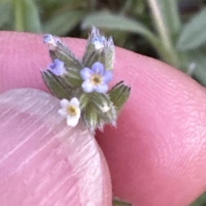 Myosotis discolor at Aranda, ACT - 6 Oct 2023 07:10 PM