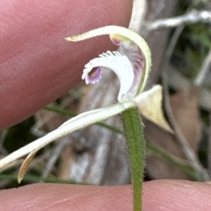 Caladenia ustulata at Belconnen, ACT - 6 Oct 2023