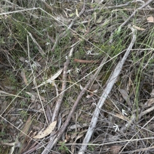 Caladenia ustulata at Aranda, ACT - 6 Oct 2023