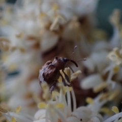 Hyperini (tribe) (Hyperine weevil) at Murrumbateman, NSW - 30 Sep 2023 by SimoneC