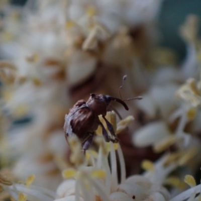 Hyperini (tribe) (Hyperine weevil) at Murrumbateman, NSW - 30 Sep 2023 by SimoneC