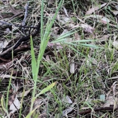 Bromus diandrus (Great Brome) at Higgins Woodland - 6 Oct 2023 by Untidy