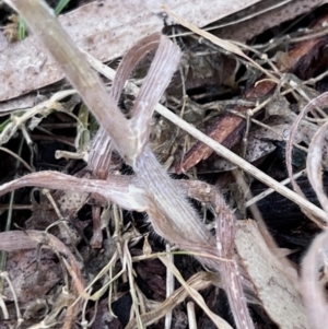 Bromus diandrus at Higgins, ACT - 6 Oct 2023 04:47 PM