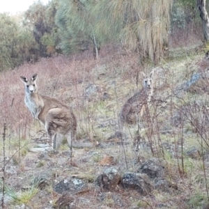 Macropus giganteus at Lyons, ACT - 6 Oct 2023 05:45 PM