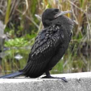 Phalacrocorax sulcirostris at Paddys River, ACT - 6 Oct 2023 03:41 PM