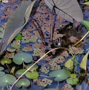 Limnodynastes tasmaniensis at Kambah, ACT - suppressed