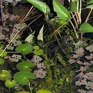 Limnodynastes tasmaniensis at Kambah, ACT - suppressed