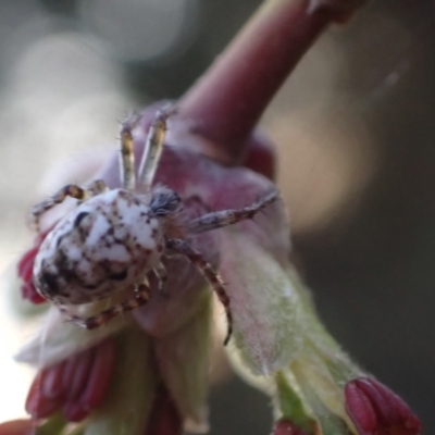 Plebs eburnus (Eastern bush orb-weaver) at Murrumbateman, NSW - 30 Sep 2023 by SimoneC