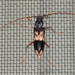 Phoracantha semipunctata (Common Eucalypt Longicorn) at Wanniassa, ACT - 1 Oct 2023 by JohnBundock