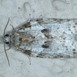 Isotenes miserana at Ainslie, ACT - 27 Sep 2023 10:32 PM