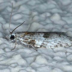 Isotenes miserana at Ainslie, ACT - 27 Sep 2023 10:32 PM