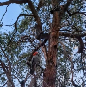 Callocephalon fimbriatum at Kambah, ACT - suppressed