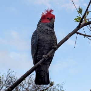 Callocephalon fimbriatum at Kambah, ACT - suppressed