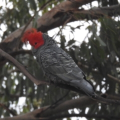 Callocephalon fimbriatum at Kambah, ACT - suppressed