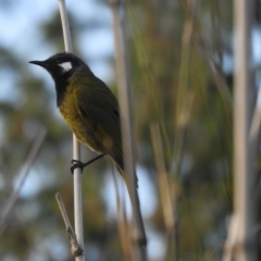 Nesoptilotis leucotis (White-eared Honeyeater) at Murrumbateman, NSW - 6 Oct 2023 by SimoneC