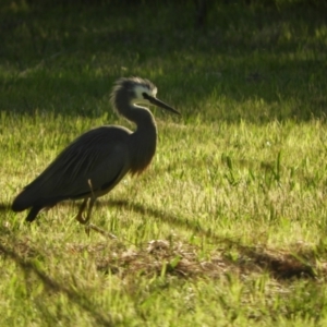 Egretta novaehollandiae at Murrumbateman, NSW - 6 Oct 2023 04:19 PM