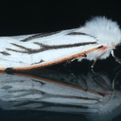 Paramsacta marginata (Donovan's Tiger Moth) at Ainslie, ACT - 27 Sep 2023 by jb2602