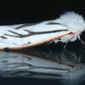 Aloa marginata at Ainslie, ACT - 27 Sep 2023 11:30 PM