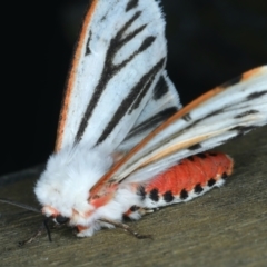 Aloa marginata at Ainslie, ACT - 27 Sep 2023