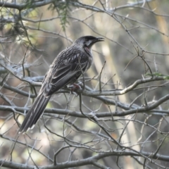 Anthochaera carunculata (Red Wattlebird) at Murrumbateman, NSW - 6 Oct 2023 by SimoneC