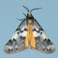 Anestia semiochrea (Marbled Footman) at Ainslie, ACT - 25 Sep 2023 by jb2602