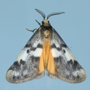 Anestia semiochrea at Ainslie, ACT - 25 Sep 2023