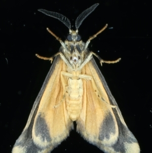 Anestia semiochrea at Ainslie, ACT - 25 Sep 2023