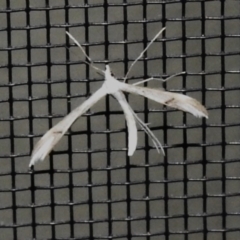 Platyptilia celidotus (Plume Moth) at Wanniassa, ACT - 1 Oct 2023 by JohnBundock
