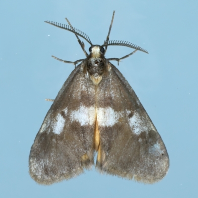 Anestia semiochrea (Marbled Footman) at Ainslie, ACT - 25 Sep 2023 by jb2602