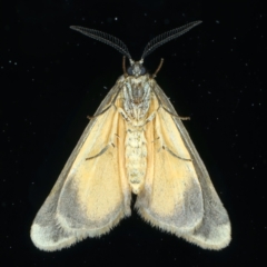 Anestia semiochrea at Ainslie, ACT - 25 Sep 2023