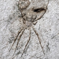 Tamopsis sp. (genus) at Fyshwick, ACT - 6 Oct 2023