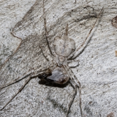 Tamopsis sp. (genus) (Two-tailed spider) at Fyshwick, ACT - 6 Oct 2023 by AlisonMilton