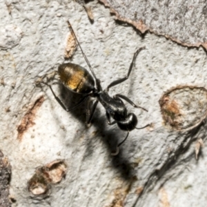 Camponotus aeneopilosus at Fyshwick, ACT - 6 Oct 2023