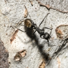 Camponotus aeneopilosus at Fyshwick, ACT - 6 Oct 2023