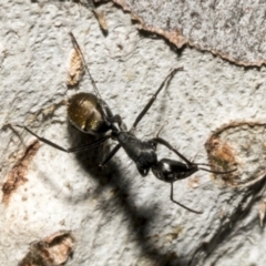 Camponotus aeneopilosus at Fyshwick, ACT - 6 Oct 2023