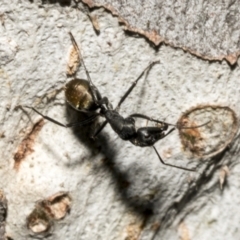 Camponotus aeneopilosus at Fyshwick, ACT - 6 Oct 2023