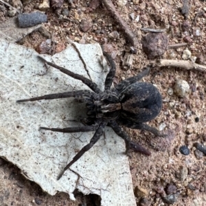 Venatrix sp. (genus) at Majura, ACT - 6 Oct 2023 03:16 PM