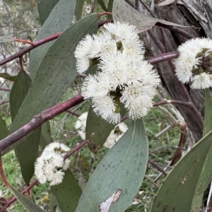 Eucalyptus pauciflora subsp. pauciflora at Majura, ACT - 6 Oct 2023 03:11 PM