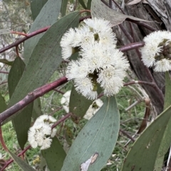 Eucalyptus pauciflora subsp. pauciflora (White Sally, Snow Gum) at Mount Majura - 6 Oct 2023 by Pirom