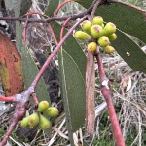 Eucalyptus pauciflora subsp. pauciflora at Majura, ACT - 6 Oct 2023 03:11 PM