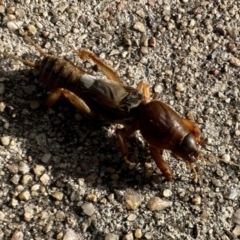 Gryllotalpa sp. (genus) (Mole Cricket) at Ainslie, ACT - 5 Oct 2023 by Pirom