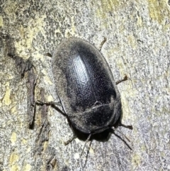 Pterohelaeus striatopunctatus (Darkling beetle) at Corroboree Park - 3 Oct 2023 by Pirom