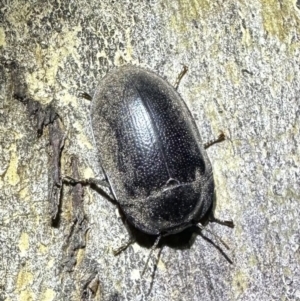 Pterohelaeus striatopunctatus at Ainslie, ACT - 3 Oct 2023 09:33 PM