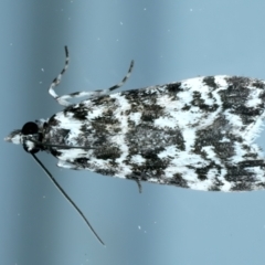 Scoparia exhibitalis (A Crambid moth) at Ainslie, ACT - 27 Sep 2023 by jb2602