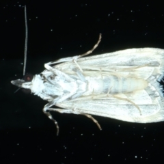 Scoparia exhibitalis at Ainslie, ACT - 27 Sep 2023