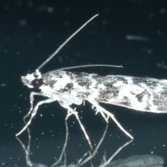 Scoparia exhibitalis at Ainslie, ACT - 27 Sep 2023