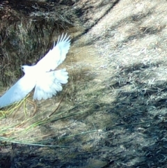 Accipiter novaehollandiae (Grey Goshawk) at Broulee Moruya Nature Observation Area - 6 Oct 2023 by LisaH