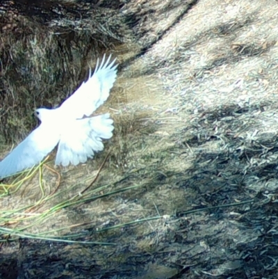 Accipiter novaehollandiae (Grey Goshawk) at Broulee Moruya Nature Observation Area - 6 Oct 2023 by LisaH