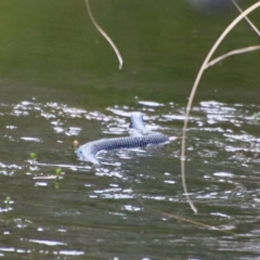 Pseudechis porphyriacus (Red-bellied Black Snake) at Mongarlowe River - 6 Oct 2023 by LisaH