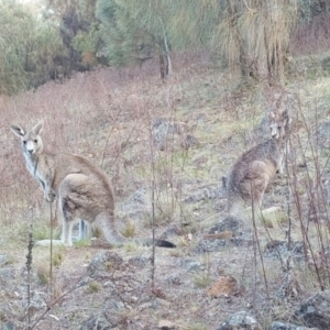 Macropus giganteus at Lyons, ACT - 6 Oct 2023 05:44 PM